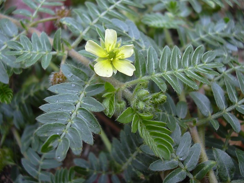 tribulus plant