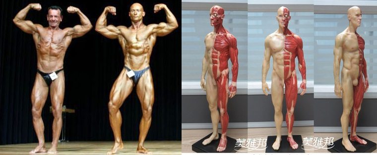 Bodybuilders’ Development And Form Is Unbelievable