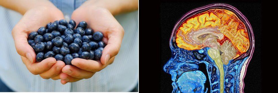 Berry Extracts Improve Cognitive Function