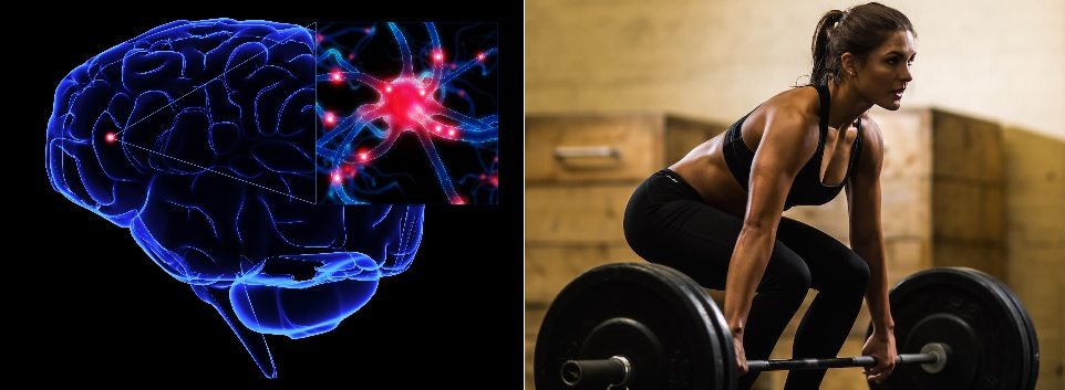 Strength Training To Help Cognitive Function