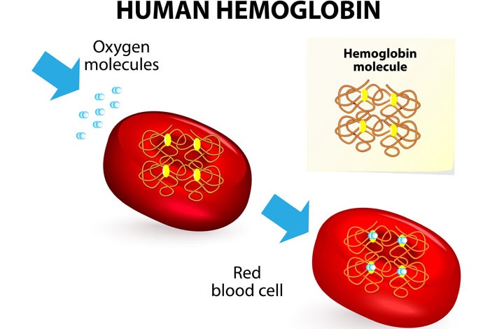 human hemoglobin diagram