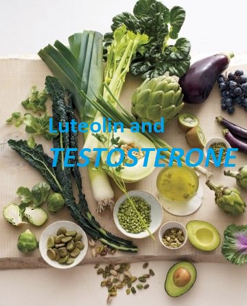 Luteolin and Testosterone