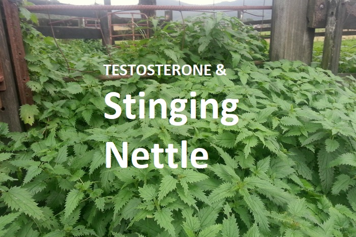 Stinging nettle root testosterone