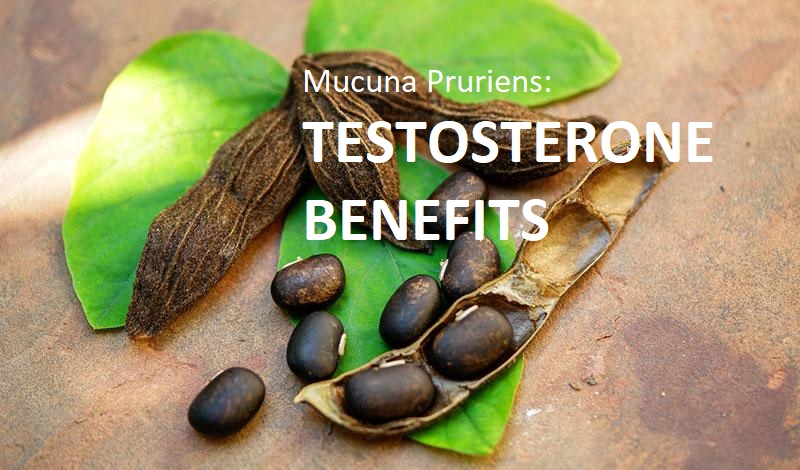 mucuna pruriens beans and leaves